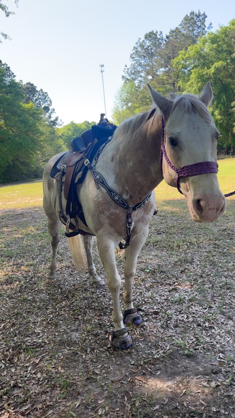 Customer photo review of Renegade® Viper Vivid™ Hoof Boots - Mystic Purple