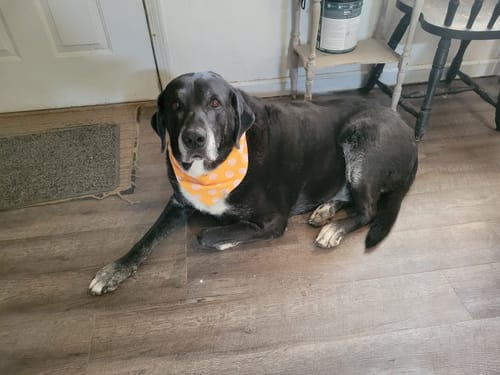 Customer photo review of The Ralph Bandana 3.0