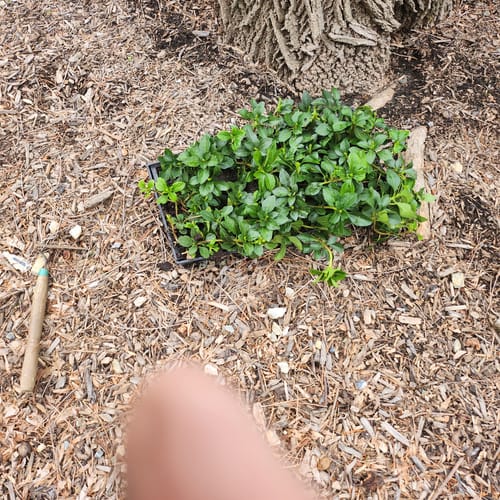 Customer photo review of Pachysandra 50 Count Flat
