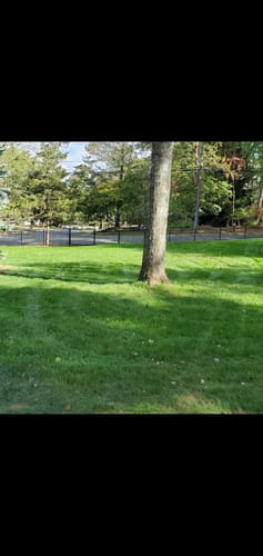 Customer photo review of GCI Turf Type Tall fescue Grass Seed