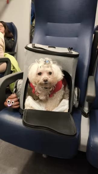 Customer photo review of Katzenrucksack – PurrPack