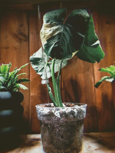 Customer photo review of Xanthosoma albo variegata "Mickey Mouse"