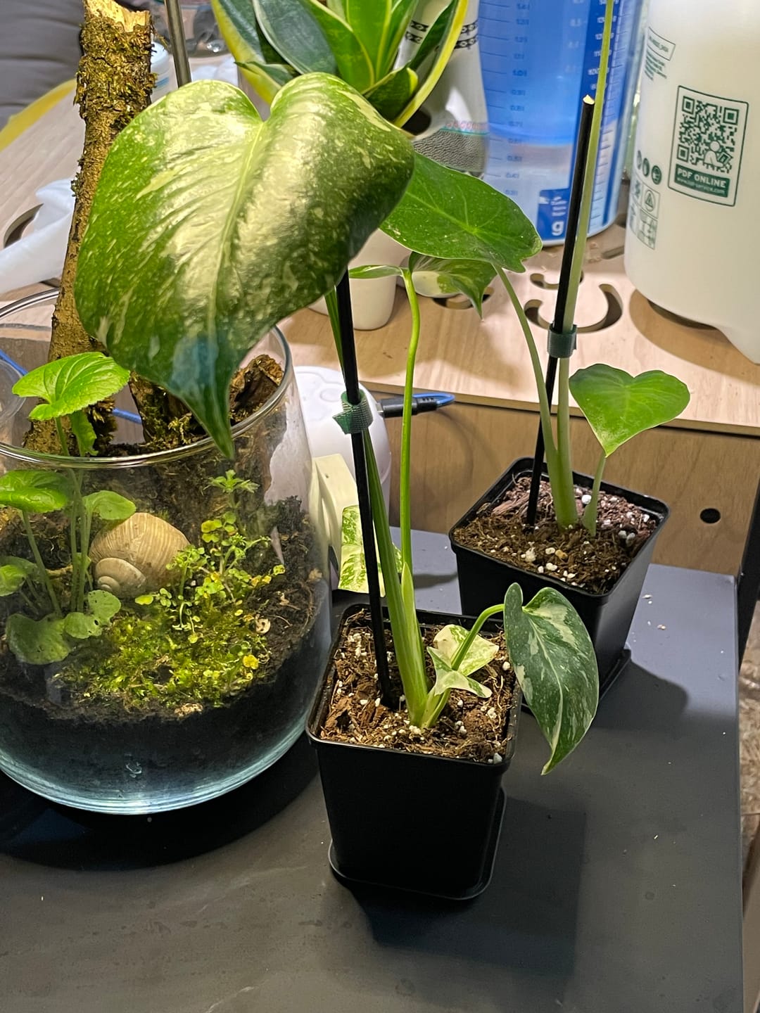 Customer photo review of MONSTERA THAI CONSTELLATION