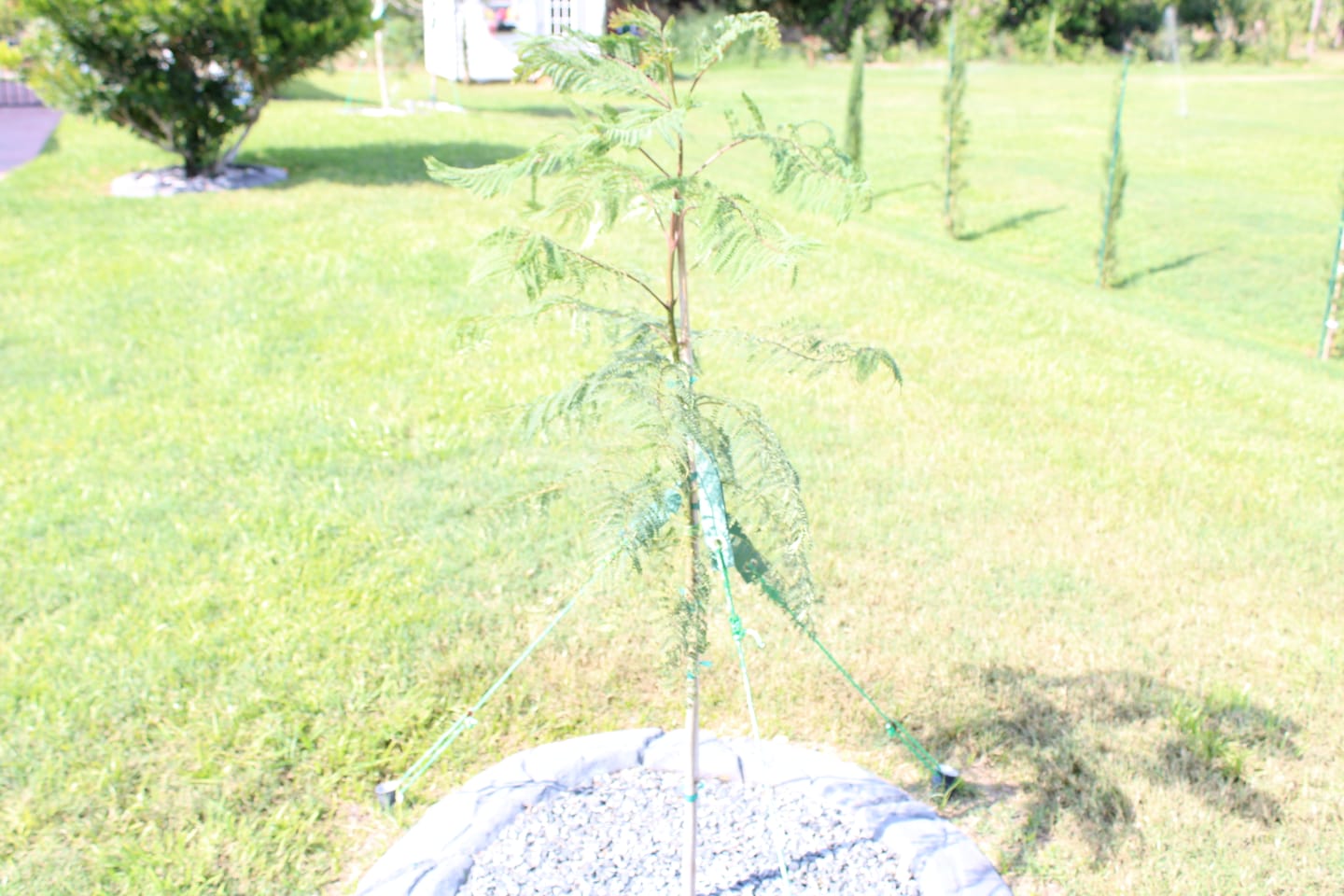 Customer photo review of Purple Jacaranda Mimosifolia Flowering Tree