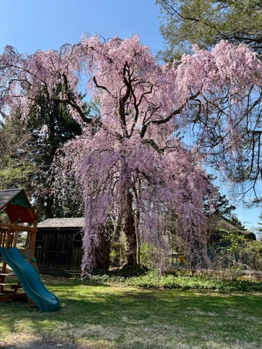 Customer photo review of Immigrants Premium Unisex T-Shirt