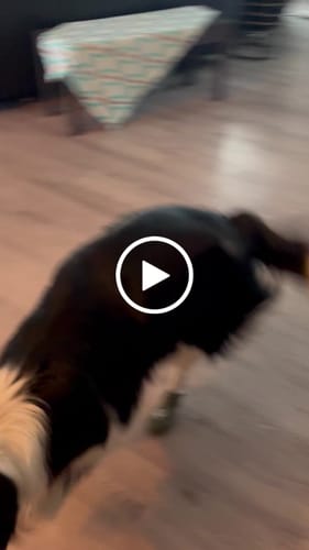 Customer video review of WagWellies® Mojave