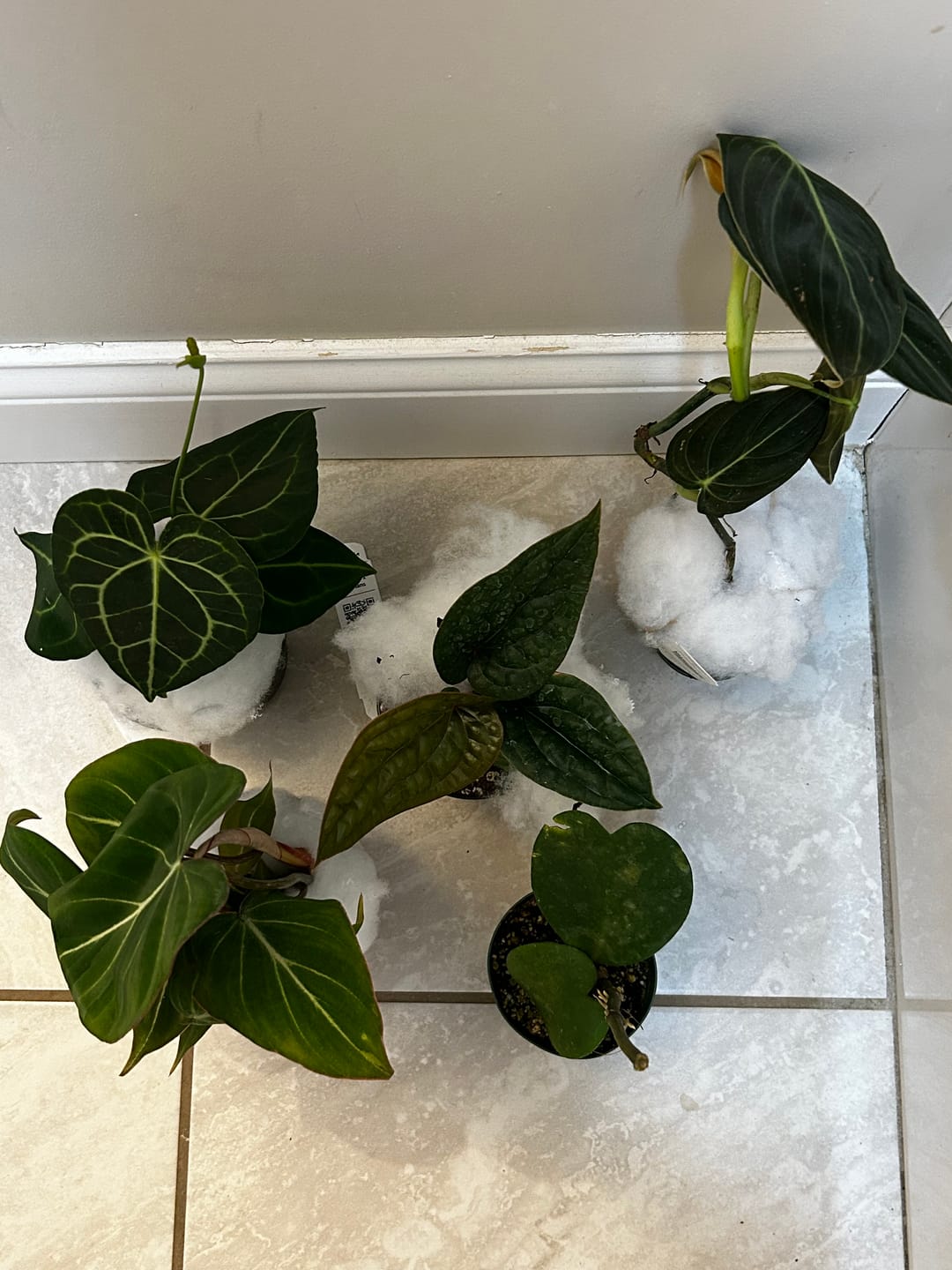 Customer photo review of Philodendron gloriosum
