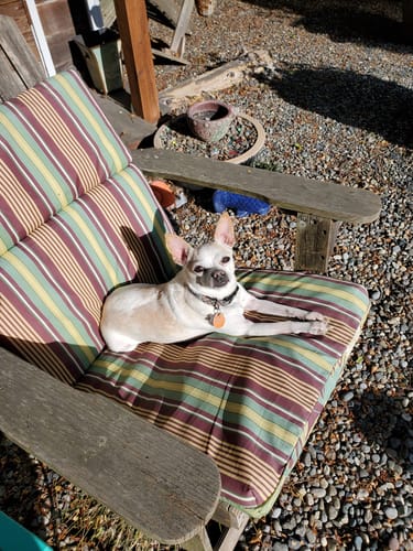 Customer photo review of 4-5 Inch Gullet Sticks