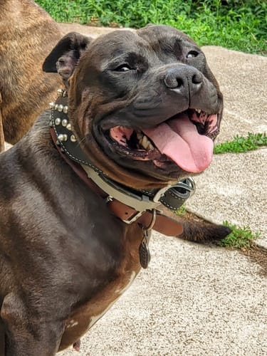 Customer photo review of FurLife™ - 8 Months Flea and Tick Collar for Dogs