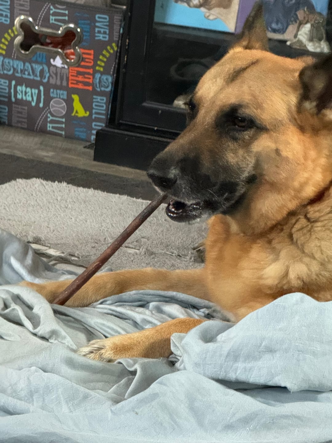 Customer photo review of 6 Inch Beef Jerky Stick