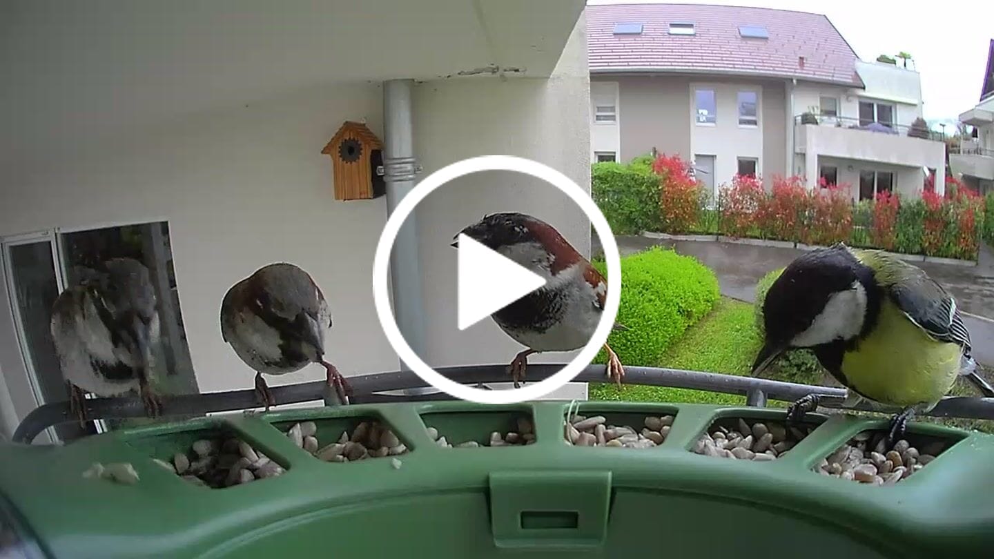 Customer video review of Birdfy Feeder 2 Pro - Bird Feeder Camera