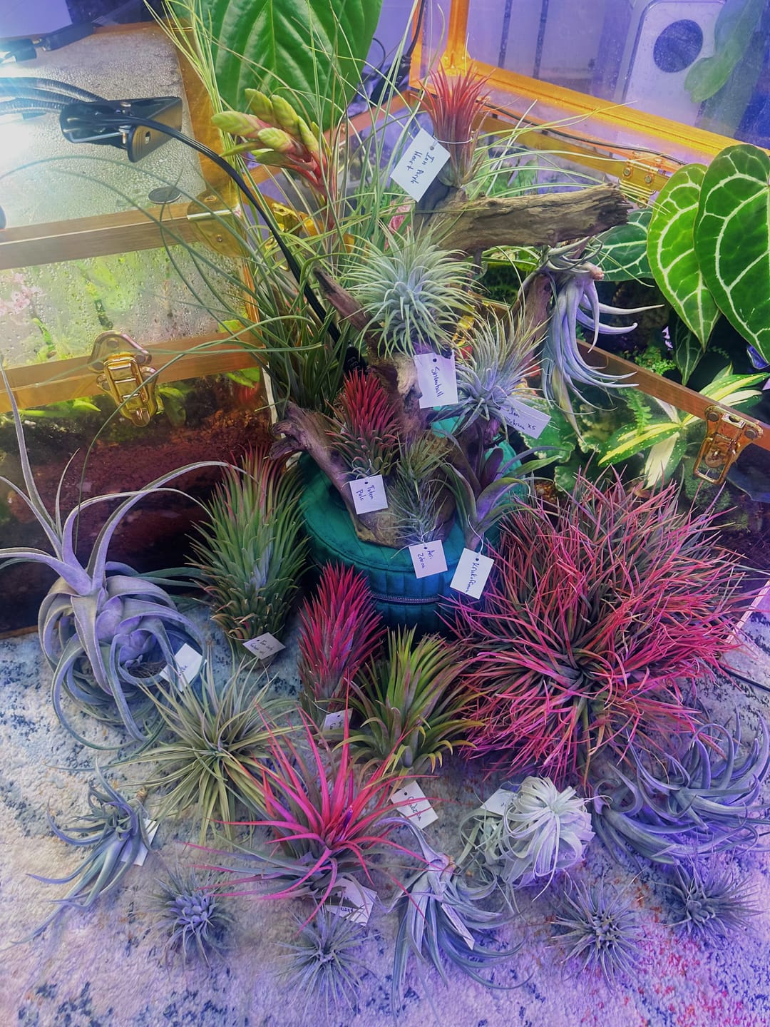 Customer photo review of Ionantha Snowball (SALE!)