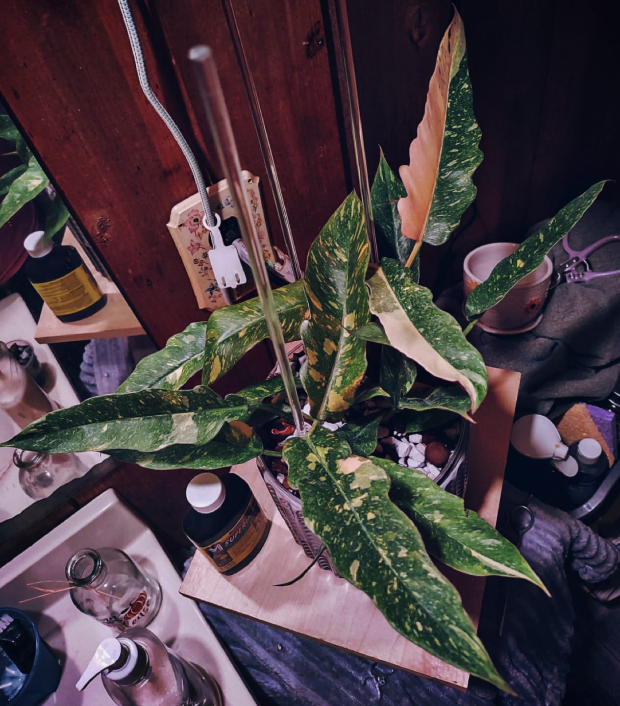 Customer photo review of Philodendron ‘Ring of Fire’