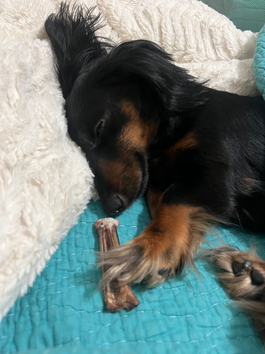 Customer photo review of 6-Inch Standard Bully Sticks