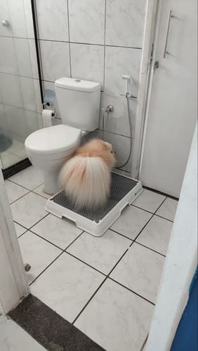 Customer photo review of Weasy Cão