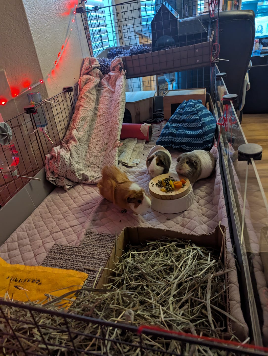 Customer photo review of Piggy Condo C&C Cage with Balcony & Ramp