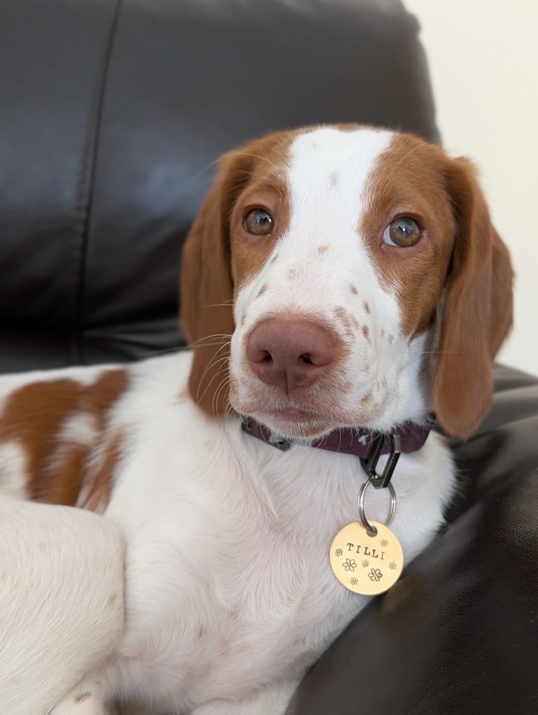 Customer photo review of Hand Stamped Pet ID Tag