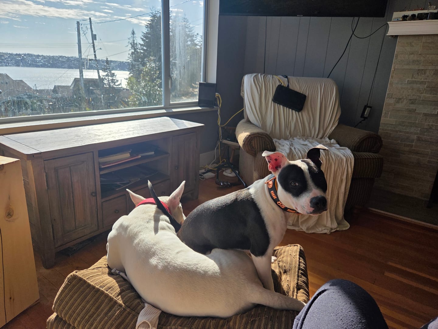 Customer photo review of Staffordshire Bull Terrier 1935® Leather Collar & Leash Set - Gladiator - Black & Tan/Rose Gold