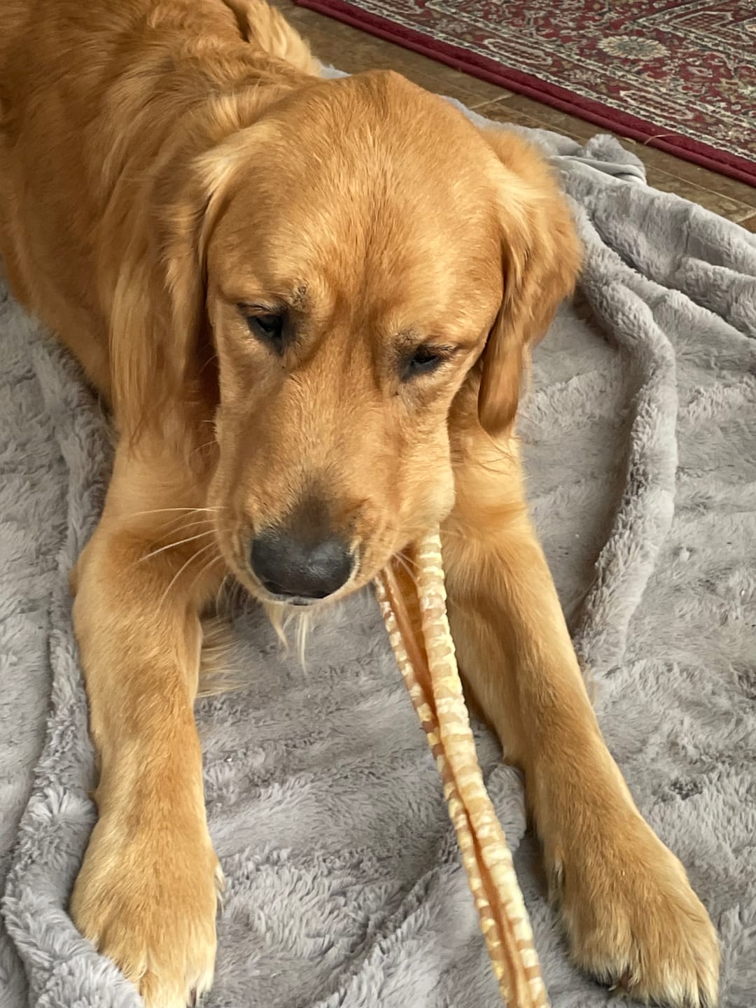 Customer photo review of 12 Inch Beef Trachea