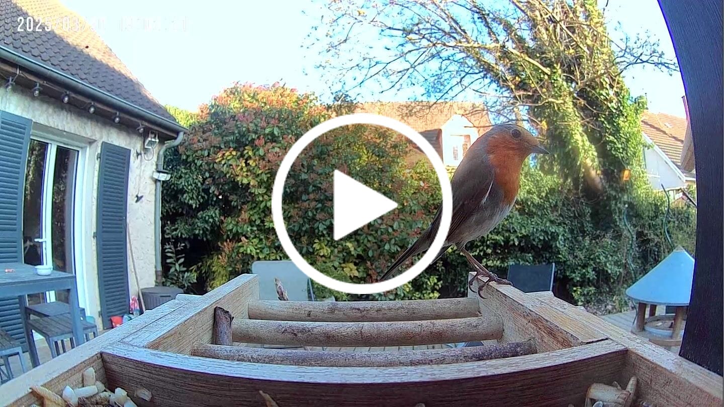 Customer video review of Birdfy Feeder Bamboo Mini - Bird Feeder With Camera