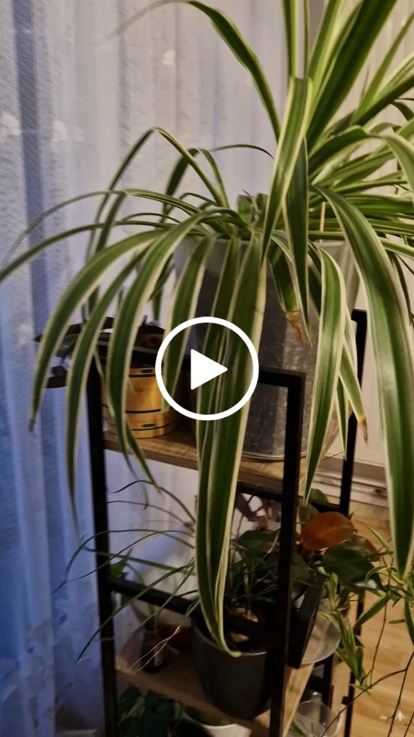Customer video review of Clear Plant Pot Saucer