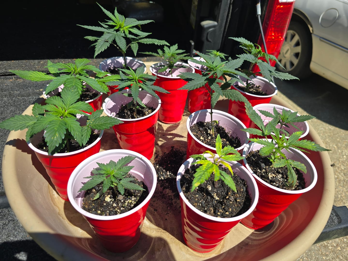 Customer photo review of Ancient Soil