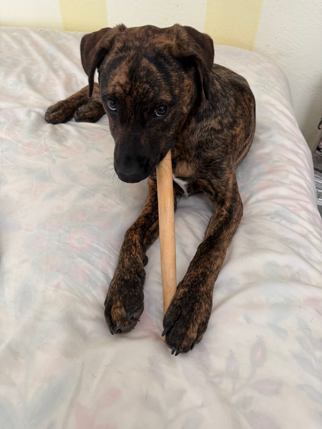 Customer photo review of Himalayan Yak Cheese Chew Dog Treat