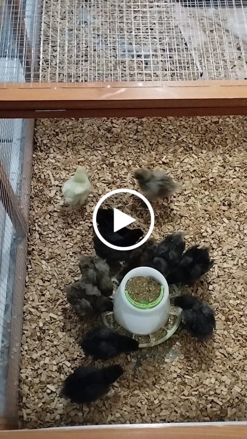 Customer video review of Küken Start-Set - für vitale Küken und gleichmäßiges Wachstum