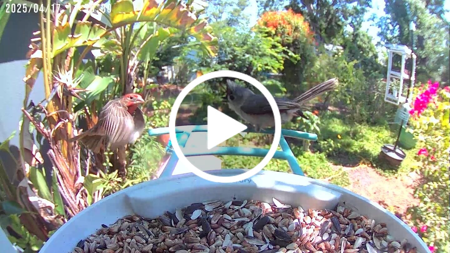 Customer video review of Birdfy Feeder with Solar Panel - Solar Powered Bird Feeder Camera
