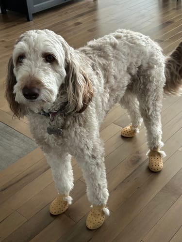 Customer photo review of WagWellies® Mojave