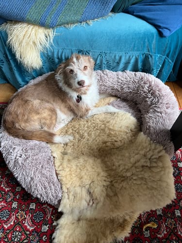 Customer photo review of Puppery Hundebett Wolke 7 - Das Original