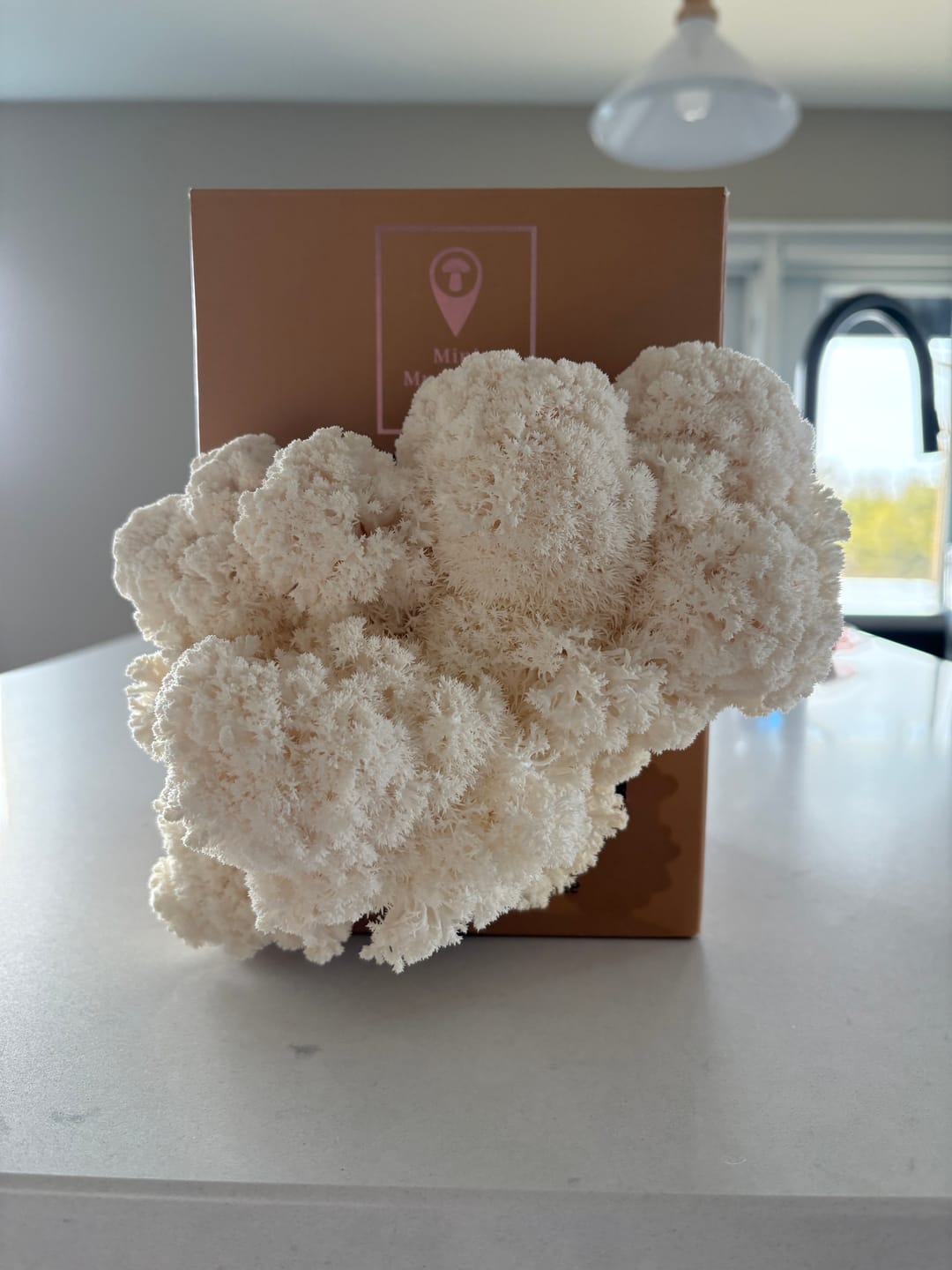 Customer photo review of Essentials Bundle Gift Set + Grow Kit
