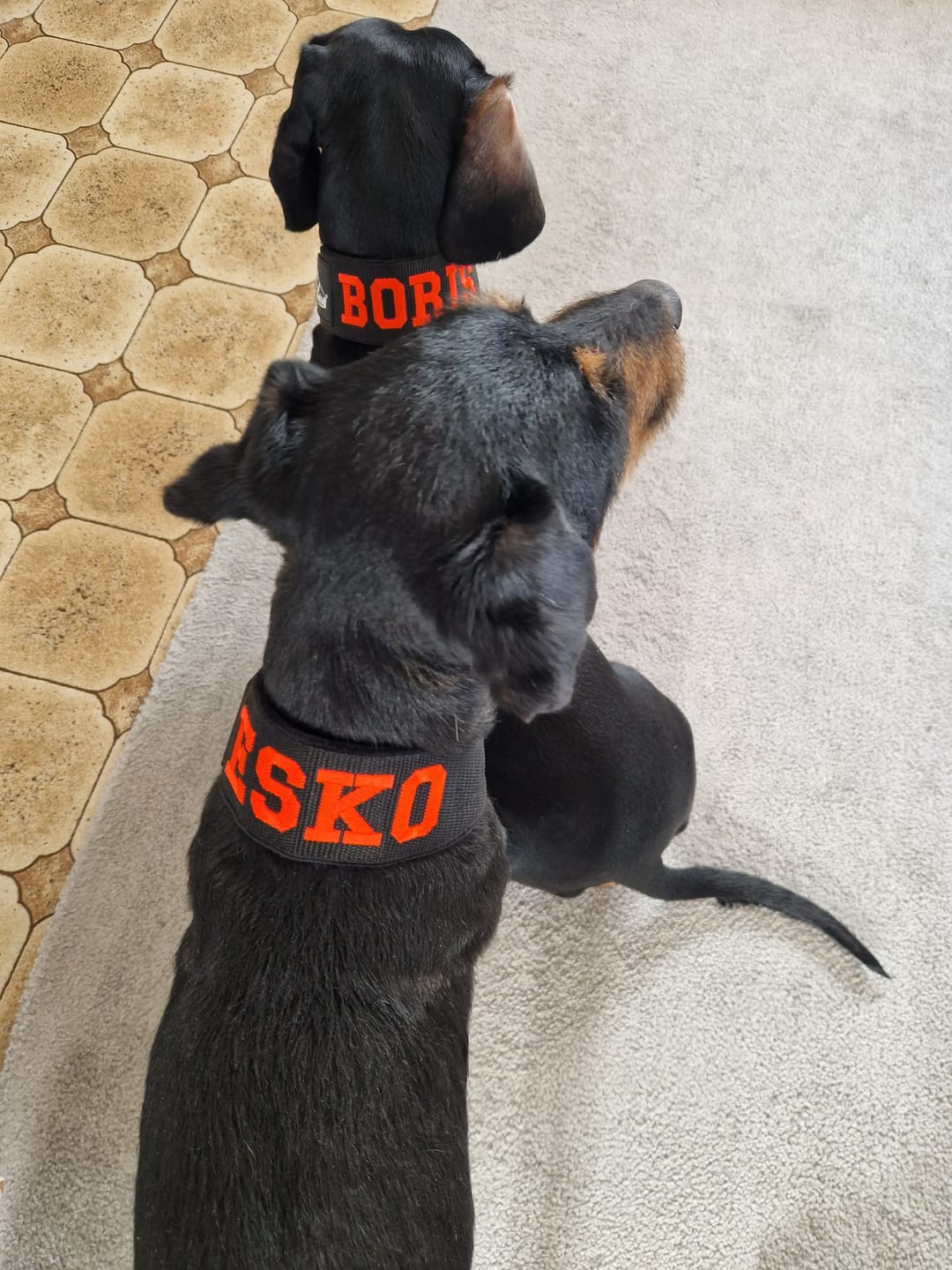 Customer photo review of Helstryp halsband med namn