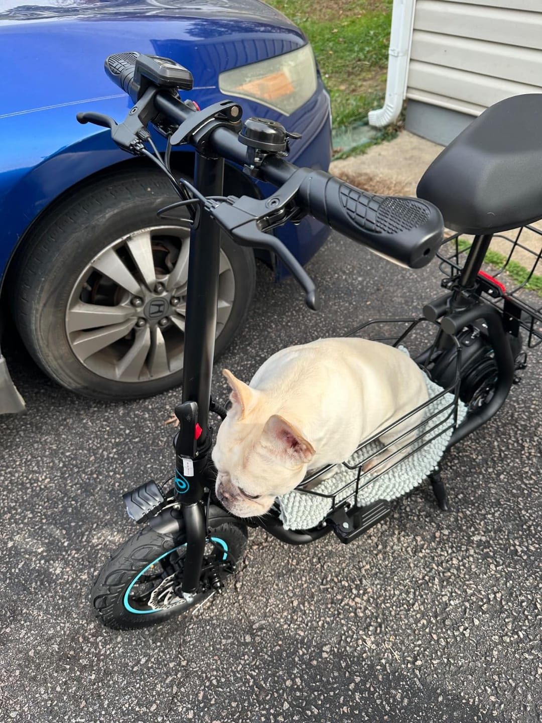Customer photo review of Gyroor C1S Electric Scooter with Removable Basket - 800W(Peak) Motor, 18.6 MPH