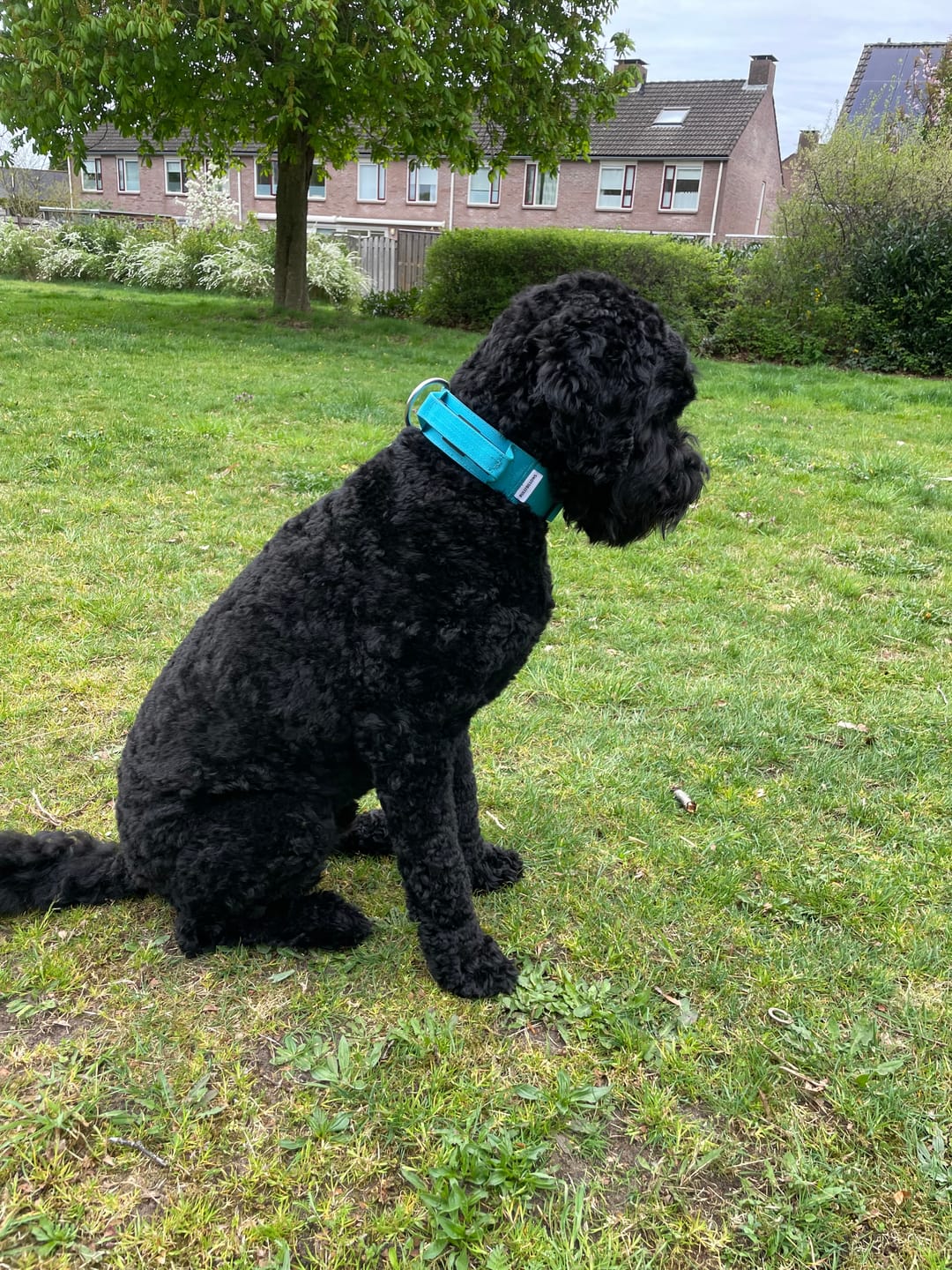 Customer photo review of 5cm Combat® Collar | With Handle & Secure Clip - Light Blue