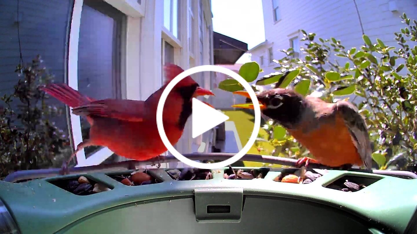 Customer video review of Birdfy Feeder 2 - Smart Bird Feeder