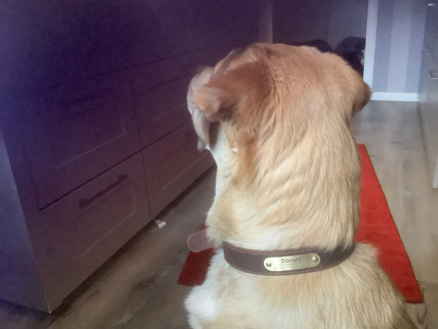 Customer photo review of Edles Hundehalsband aus Rindsleder mit Gravur Name und Telefon