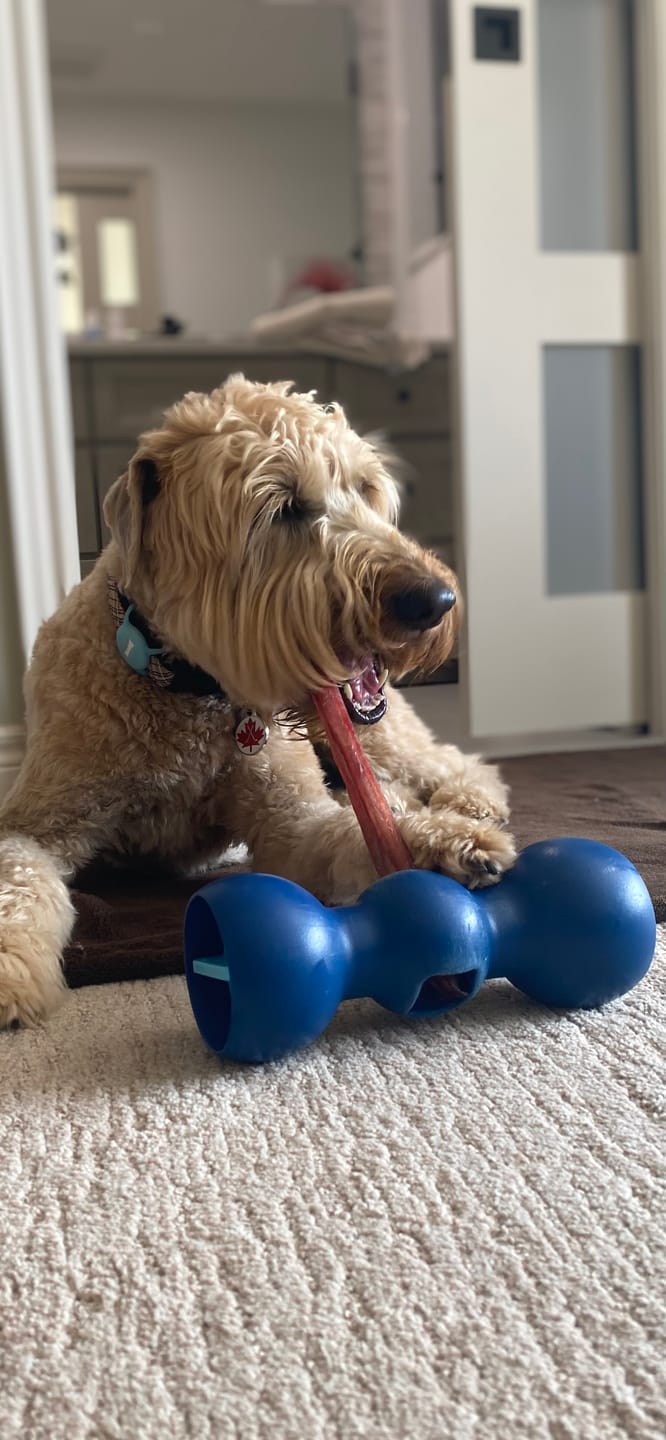 Customer photo review of 12 Inch Standard Braided Bully Stick