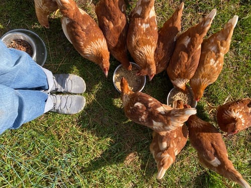 Customer photo review of Caspian Adventure - Outdoor & Non-slip Barefoot Shoes