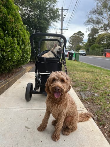 Customer photo review of Pet Stroller with ISOFIX Car Carrier [Frame Colour: Black] [Material Colour: Black]