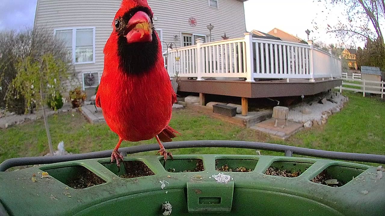 Customer photo review of Birdfy Feeder 2 Pro - Bird Feeder Camera