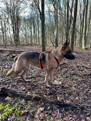 Customer photo review of Y Shaped Dog Harness PROTECT Brown/Neon Orange | AnnyX