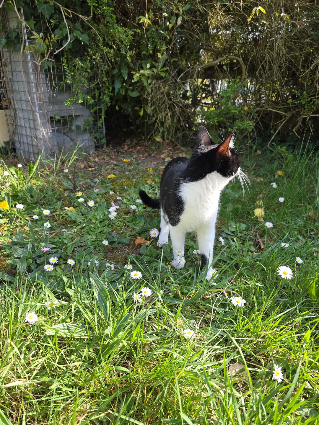Customer photo review of Multipack d'effilés (chat stérilisé et chat adulte)