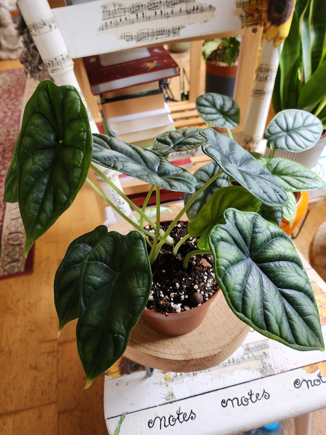 Customer photo review of ALOCASIA DRAGON SCALE