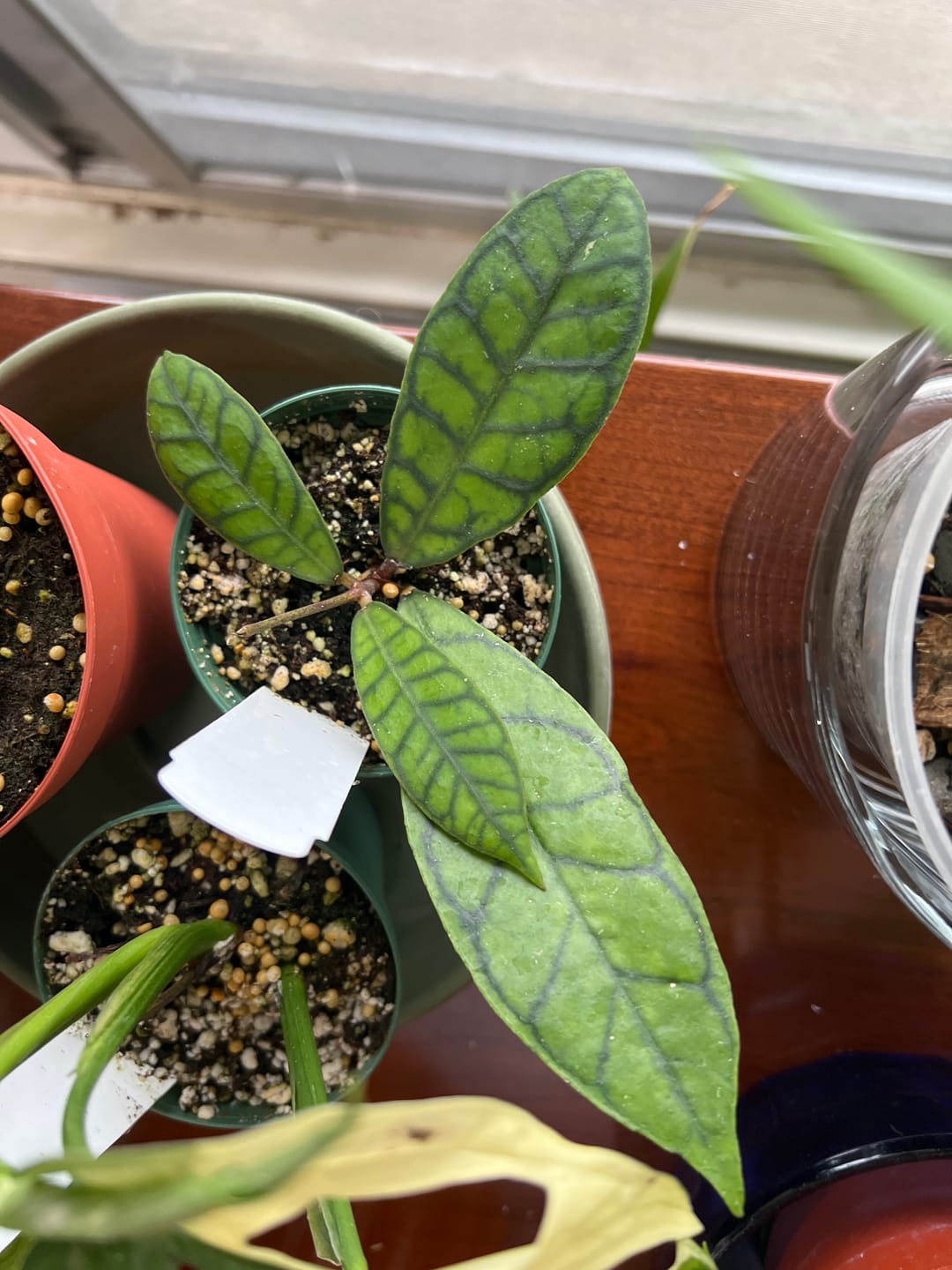 Customer photo review of Hoya callistophylla