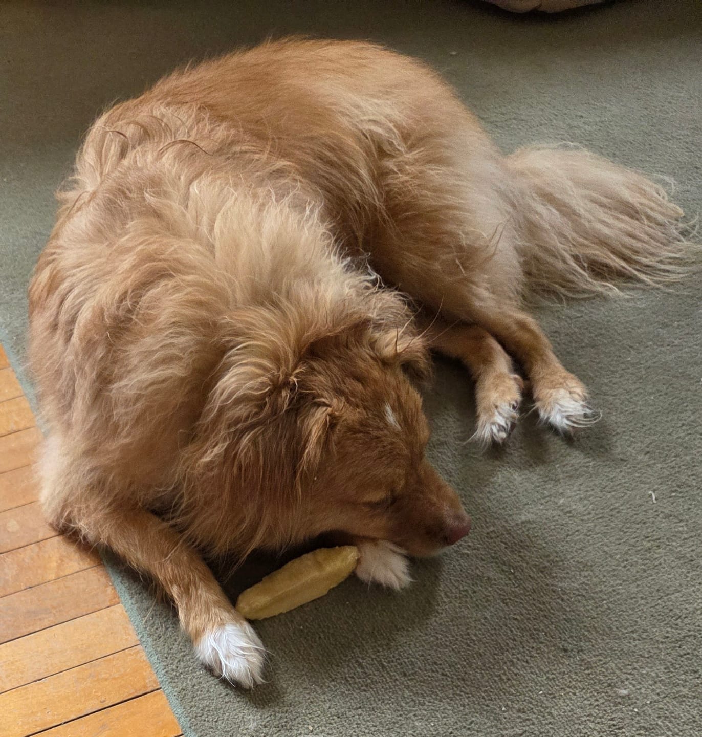 Customer photo review of Himalayan Yak Chew (MEDIUM)