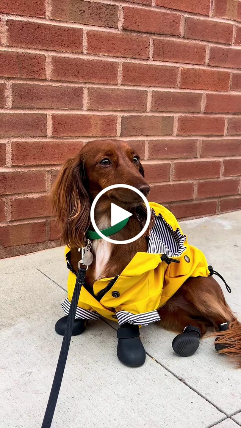 Customer video review of WagWellie® Single