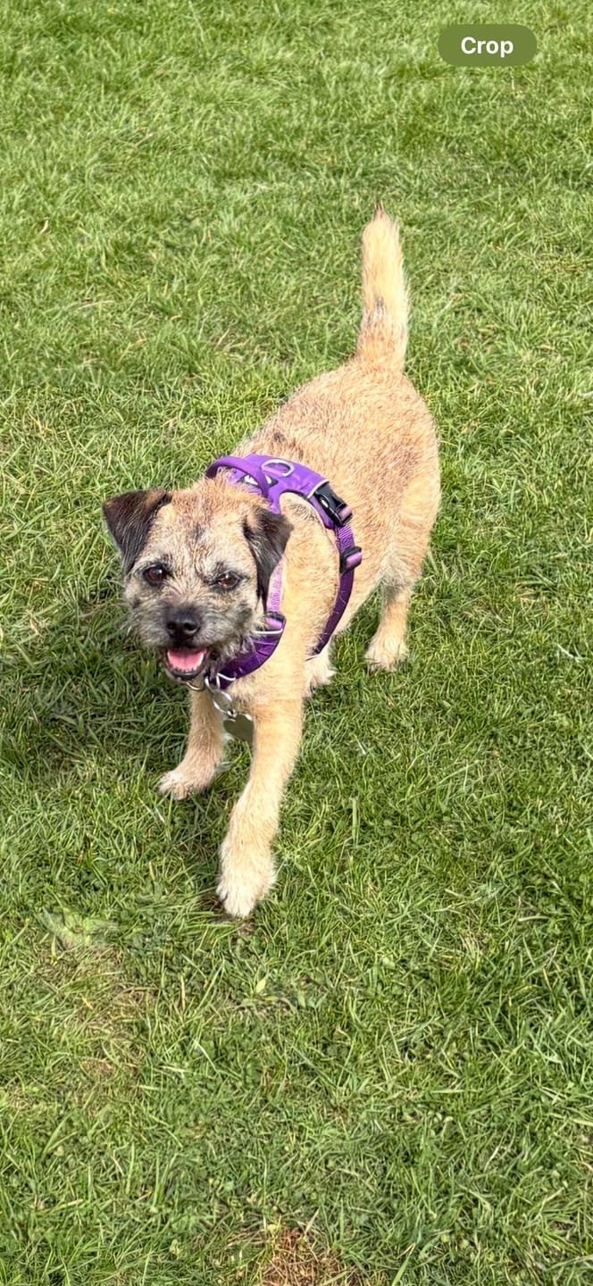 Customer photo review of Air Harness | Anti-Pull & With Handle - Purple