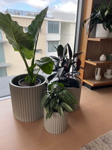 Customer photo review of Rosie