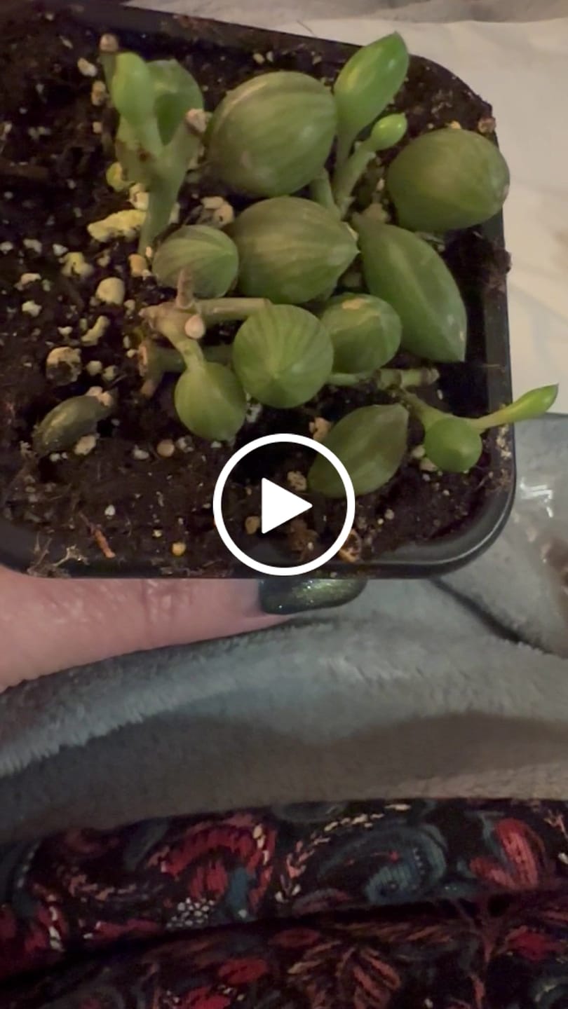 Customer video review of String of Watermelon – Senecio herreianus